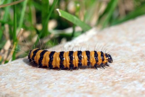Réf. 264 310 : Tyria jacobaeae